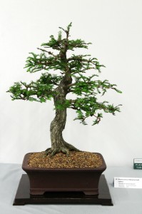 Montezuma or Mexican bald cypress