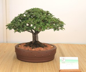 Chinese Elm