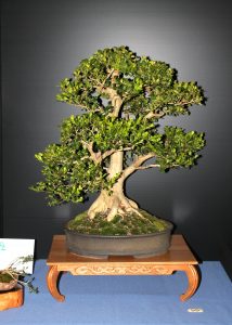 Japanese Box