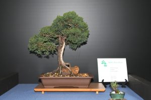 Juniper