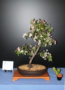 Crab Apple