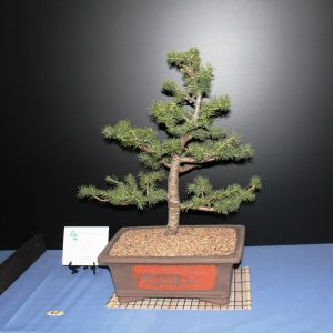 Cedar