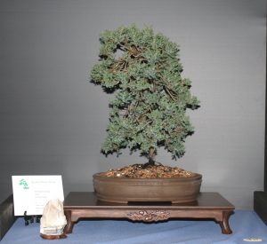 Juniper