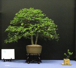 Chinese Elm