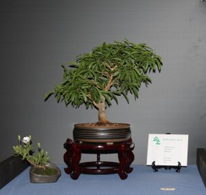 "Indian Privet"