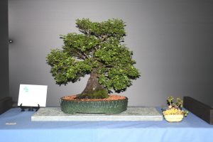 Chinese Elm