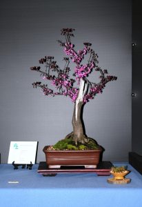 Flowering Plum