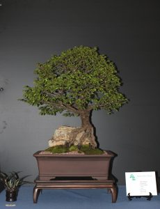 A root over rock Chinese Elm