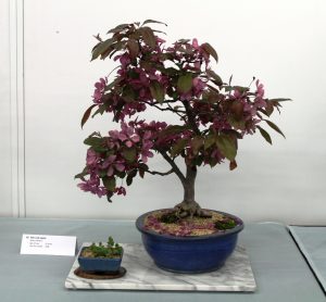 Crab Apple