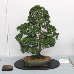 Juniper (Shinpaku)