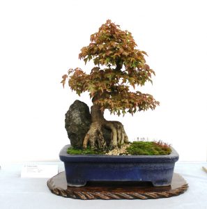 Trident Maple - root over rock