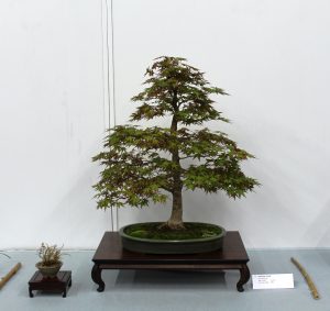 Japanese Maple