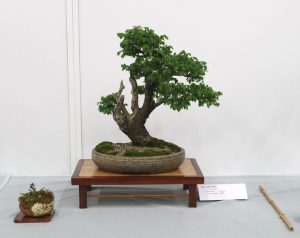 English Elm