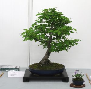 Amur Maple