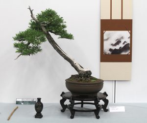 Himalayan Cedar