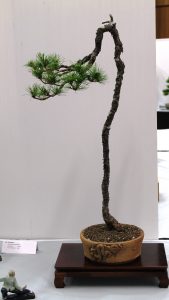 Radiata Pine