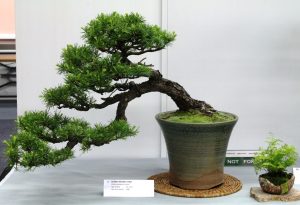 Deodar Cedar