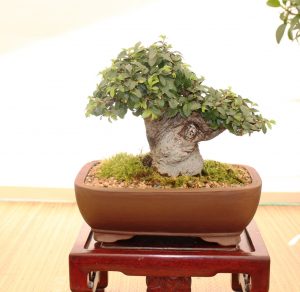 Chinese Elm