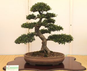 Chinese Elm