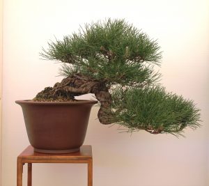 Japanese Black pine