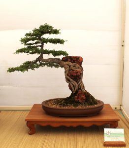 Chinese Elm