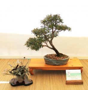 Melaleuca