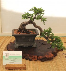 Chinese Elm