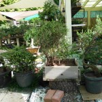 SANY0164