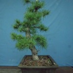 SANY0219