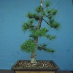 SANY0220
