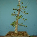 SANY0227