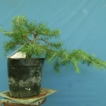 SANY0081