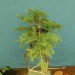 SANY0082