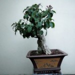 SANY0179