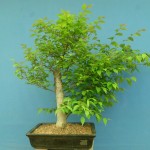 SANY0013