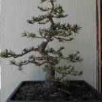 SANY0041