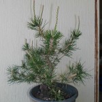 SANY0042