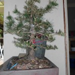 SANY0066