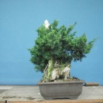 SANY0085