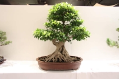 ChineseFig