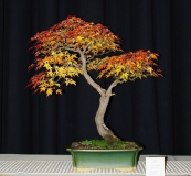 Northwest show autumn 2011 012