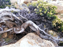 aussie native on Mt Wellington Tasmania