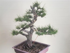 2 months after the workshop  on 25 Oct 2012 and the tree has been shooting well. No signs of any weakness after the work
