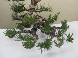 These needles will get larger through the spring growth, but will develop into tertiary branching
