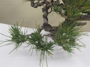 Plucking the old needles out and leaving the sheath will generate back buds for more branching.