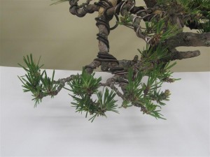 This candle growth will not be pruned yet to let the tree grow and gather strength, but some may be pruned through the summer to keep the tree compact