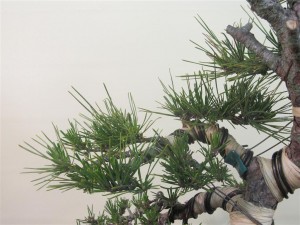 This tree has nice even growth all over so is treated the same all over