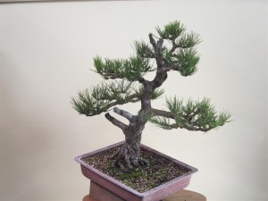 After a lighter needle thin and bud reduction