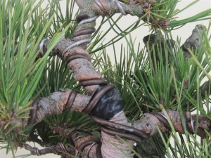 The growth has been that strong alot of the wire has cut in only 7 1/2 months after application