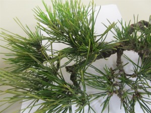 There was many buds on the branches in clusters that needed to be thinned out
